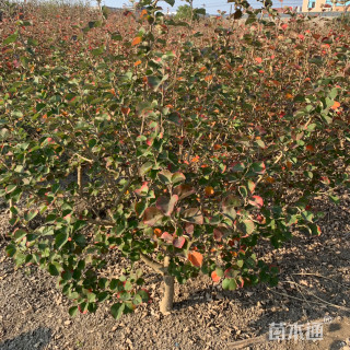 高度120厘米海滨木槿