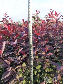 高度50厘米紫叶矮樱小苗