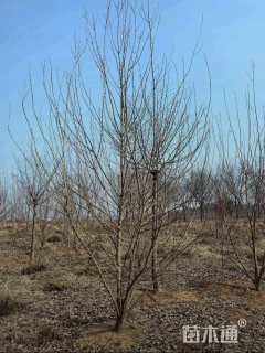 高度350厘米三角枫-金陵红