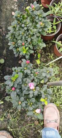 高度20厘米西洋杜鹃