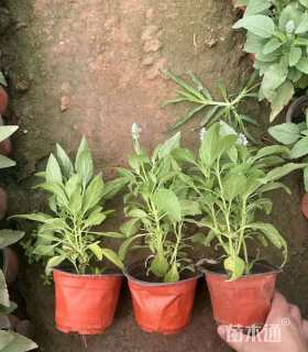 高度15厘米鼠尾草