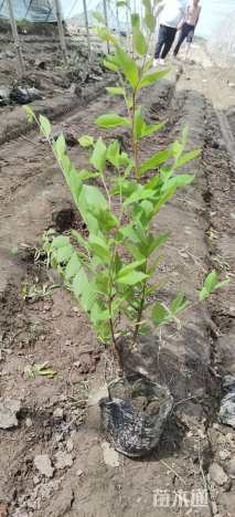 高度60厘米金叶榆小苗