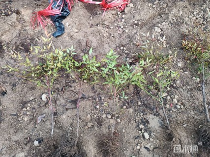 高度40厘米南天竹