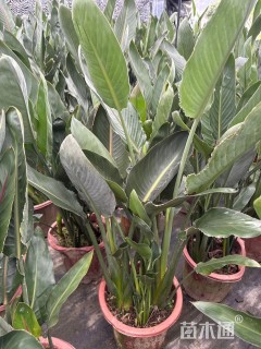 高度80厘米鹤望兰