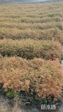 高度30厘米水杉小苗