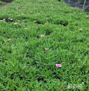 高度40厘米玛格丽特