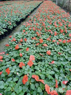 高度15厘米凤仙花