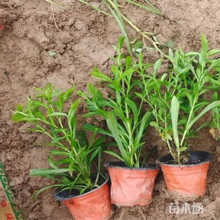 高度20厘米紫菀