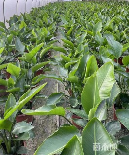 高度100厘米鹤望兰