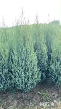 高度100厘米塔柏