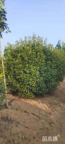 高度350厘米丛生红叶石楠