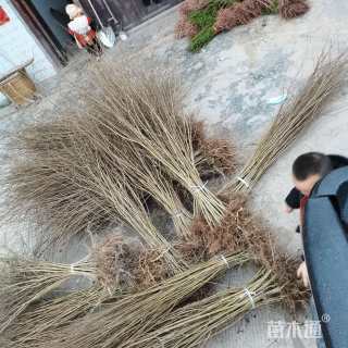 高度30厘米矮紫薇小苗