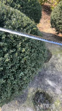 冠幅180厘米龟甲冬青球