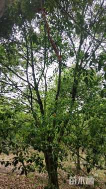 10公分丛生香樟