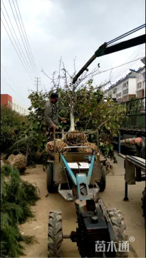 白玉兰