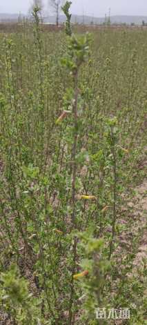 高度60.厘米柠条