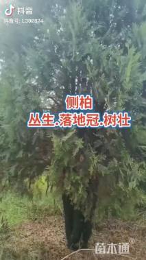 高度250厘米侧柏