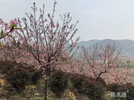 8公分红粉佳人樱