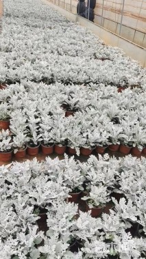 高度20厘米银叶菊