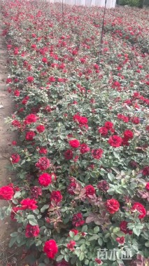 高度40厘米月季