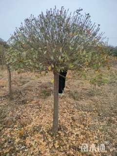 冠幅100厘米卫矛球