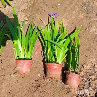 高度30厘米蓝花鸢尾