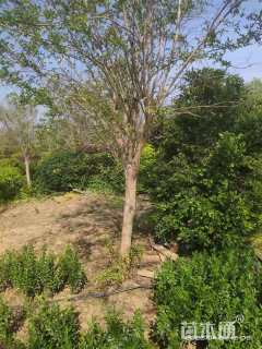 高度300厘米红花紫薇