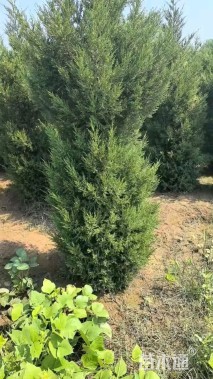 高度220厘米蜀桧