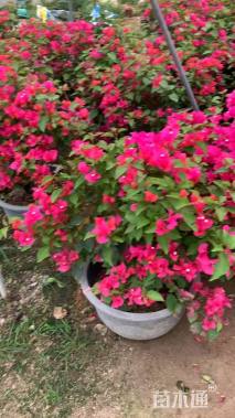 高度80厘米三角梅