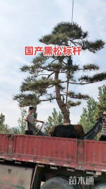 高度300厘米黑松