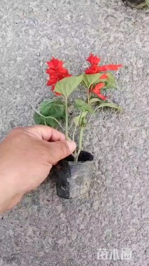 高度20厘米一串红