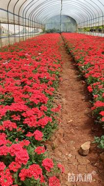 高度15厘米美女樱