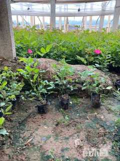 高度30厘米月季