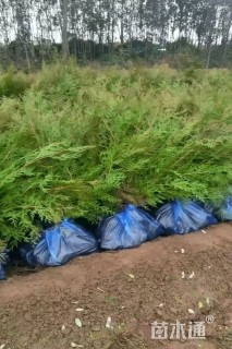 高度30厘米侧柏