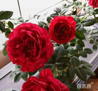 高度40厘米大花月季