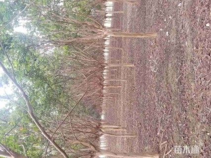 高度400厘米红花紫薇