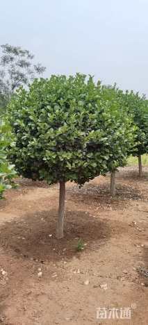 8公分高杆卫矛球