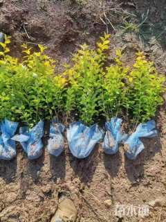 高度20厘米金叶女贞小苗
