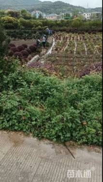 高度15厘米矮婆鹃