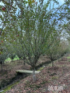 14公分垂丝海棠