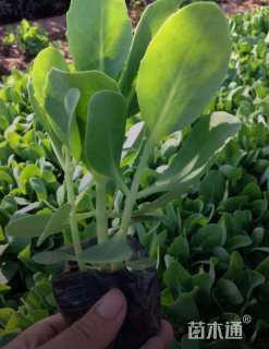 高度25厘米八宝景天