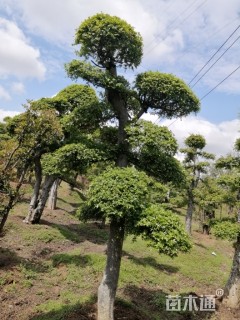 20公分造型榆树