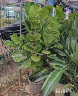 高度120厘米琴叶榕