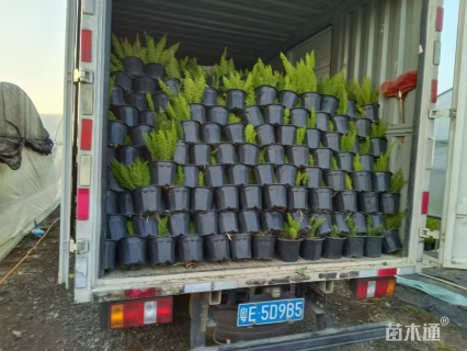 主蔓长10厘米天门冬