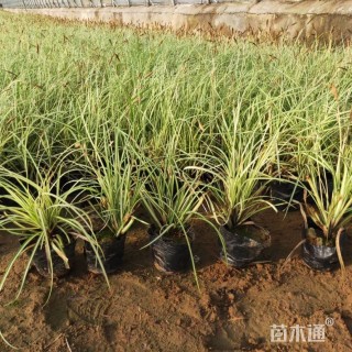 高度20厘米金叶苔草