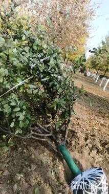 12公分北美海棠