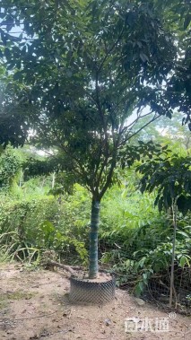 15公分紫花风铃木