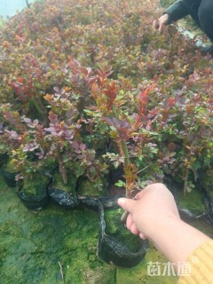 高度35厘米月季