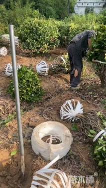 冠幅80厘米红叶石楠球