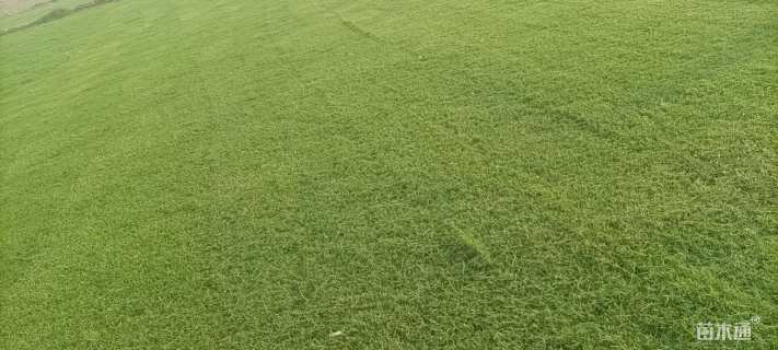 草卷状百慕大草